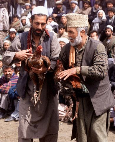 kabul afghanistan pictures. Cockfighting Kabul Afghanistan